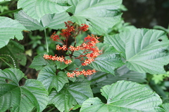 Clerodendrum paniculatum